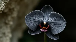 The Obsidian Bloom: Reclaiming the Flow State in Left-Handed Calligraphy