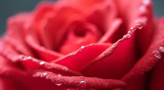 The Petrichor Bloom: Letting Go of Perfection in Left-Handed Calligraphy