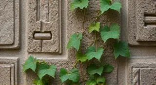 The Verdant Script: Integrating Botanical Elements into Your Left-Handed Calligraphy